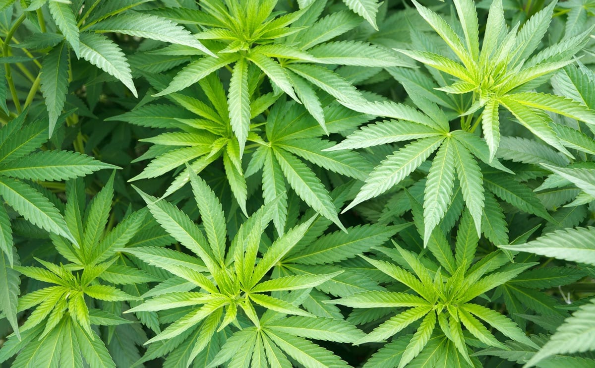 Harvesting Cannabis 101