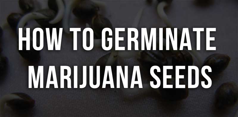 how to germinate marijuana seeds | Weed List