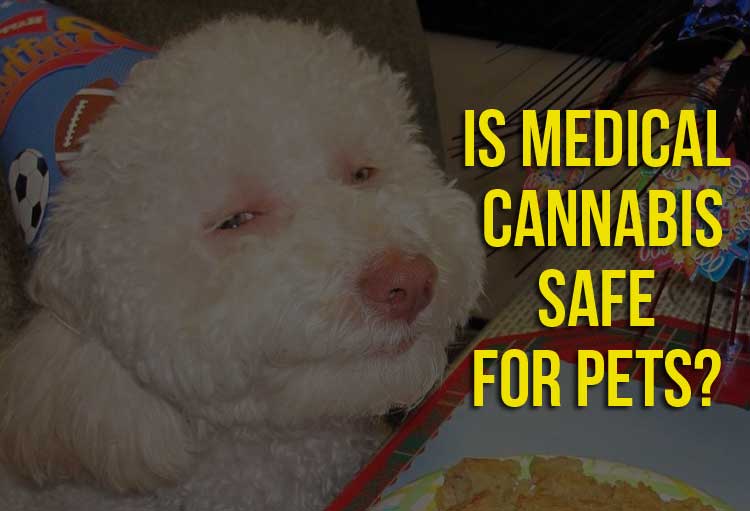 Is Medical Cannabis Safe for Pets?