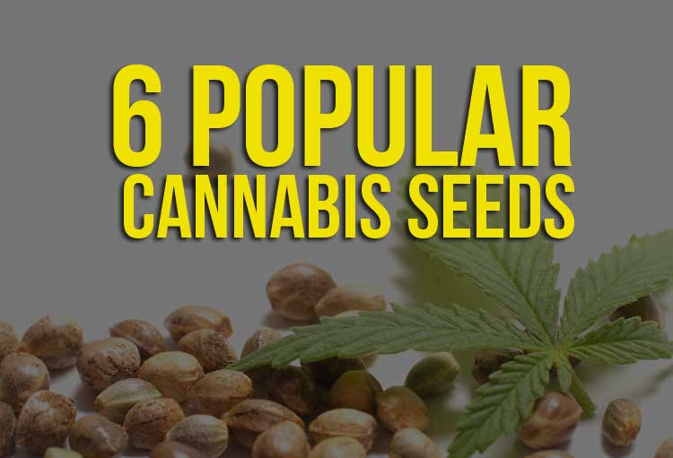 popular cannabis seeds