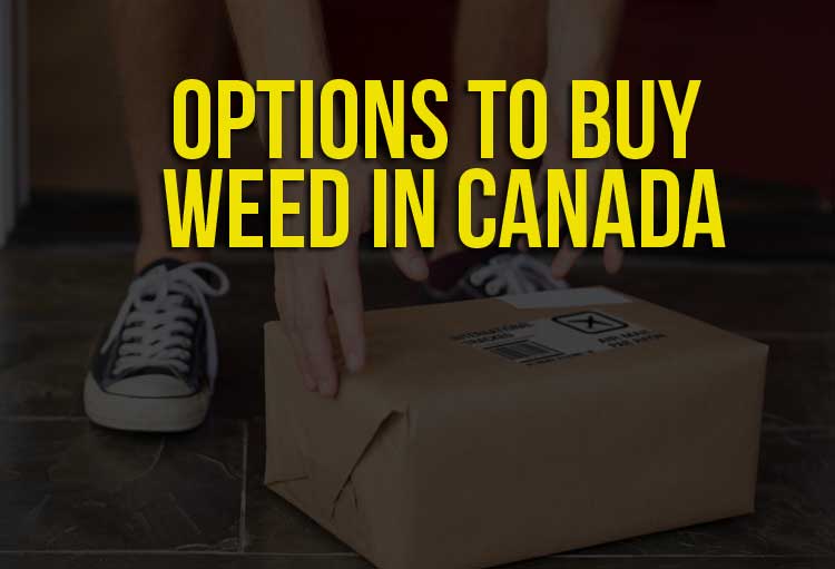Options to Buy Weed in Canada