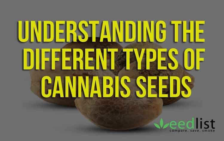 Understanding The Different Types Of Cannabis Seeds