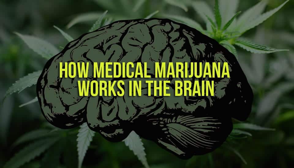 How Medical Marijuana Works in the Brain