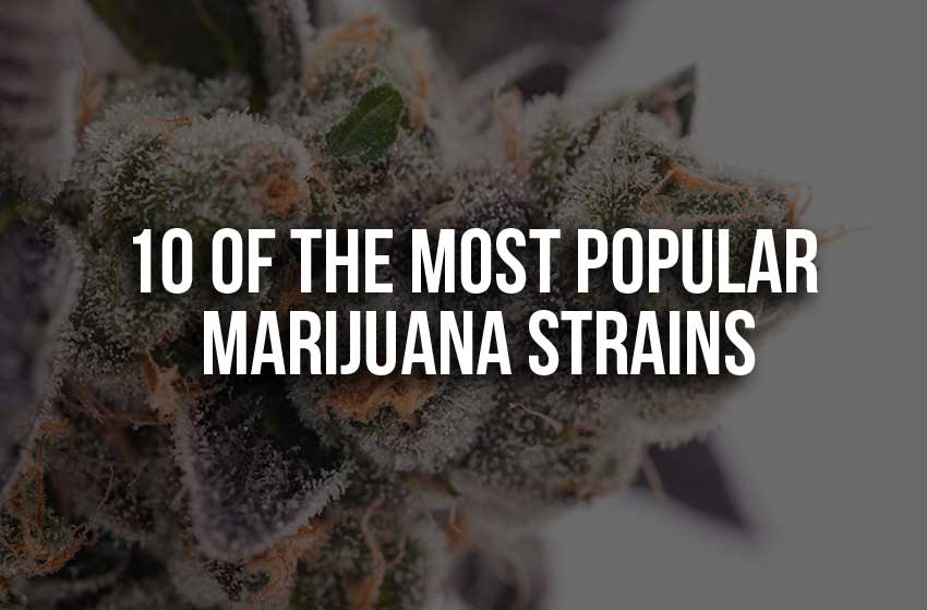 10 of the Most Popular Marijuana Strains
