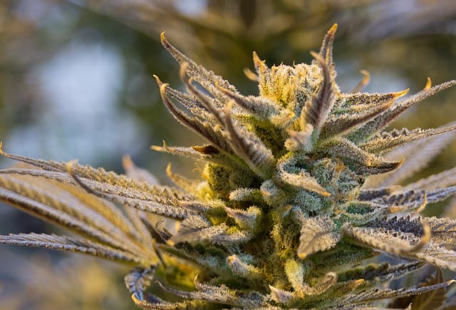 high cbd cannabis seeds