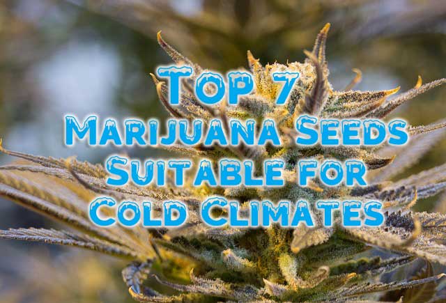 Top 7 Marijuana Seeds Suitable for Cold Climates