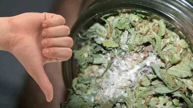 What Causes Moldy Weed and How to Avoid It