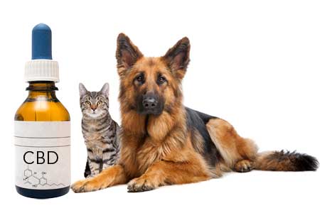 How Effective is CBD for Cats & Dogs?