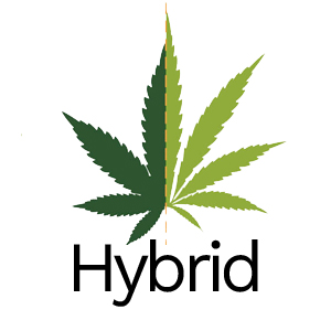 Buy Hybrid Weed Online Canada