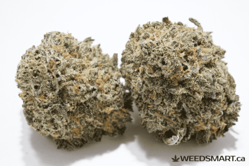 weedsmart_image_blueberry skunk strain bulk