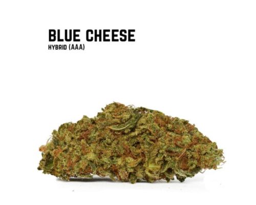 Blue Cheese was bred by crossing Blueberry and UK Cheese. This Hybrid strain has an unforgettable pungent taste, and delivers a deep body stone.