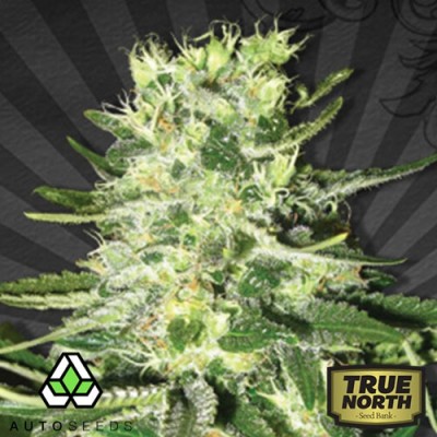 AUTO MiG-29 FEMINIZED Seeds (Auto Seeds) *Only while supplies last*
