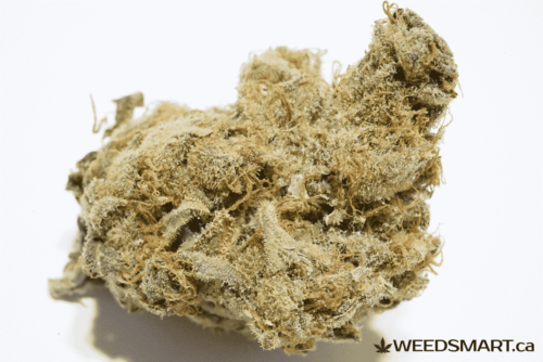 weedsmart_image_oregon golden goat strain