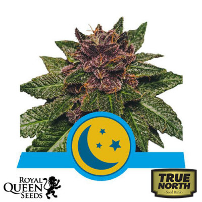Purplematic CBD Automatic Feminized Seeds (Royal Queen Seeds)