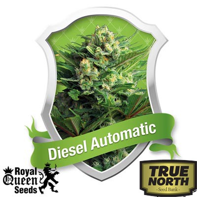 Diesel Automatic Feminized Seeds (Royal Queen Seeds)
