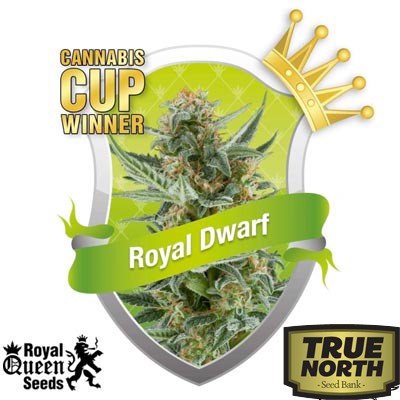 Royal Dwarf Automatic Feminized Seeds (Royal Queen Seeds)