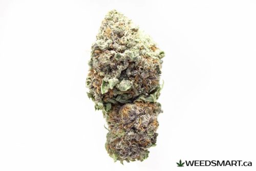weedsmart_image_russian purple strain