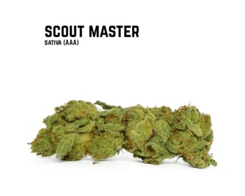 Scout Master is a legendary and rare Sativa-dominant hybrid strain known for its potent citrus smell and hypnotizing qualities.