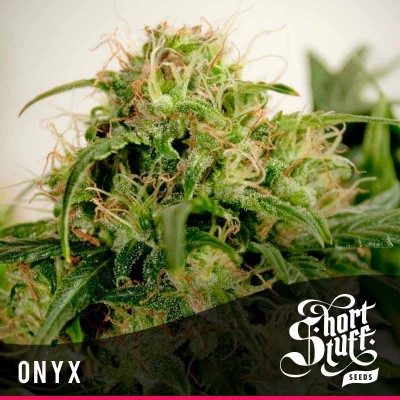 Onyx AUTOFLOWERING REGULAR Seeds (Shortstuff Seeds)