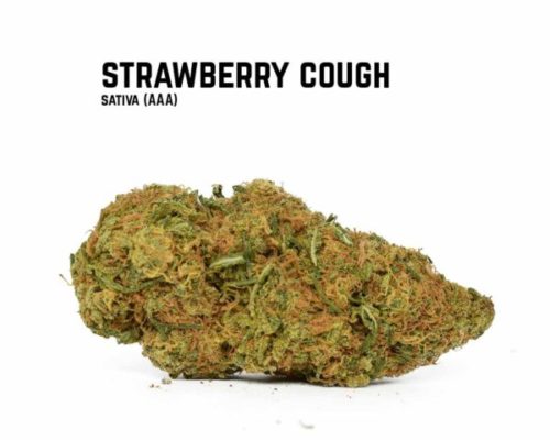 Strawberry cough indica or sativa, strawberry cough indoor grow, strawberry cough vs blue dream