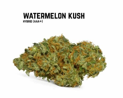 Find a dispensary that carries watermelon weed, buy watermelon strain from an online dispensary