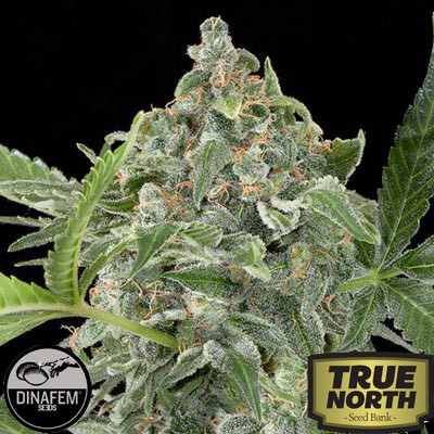 White Cheese Automatic Feminized Seeds (Dinafem)