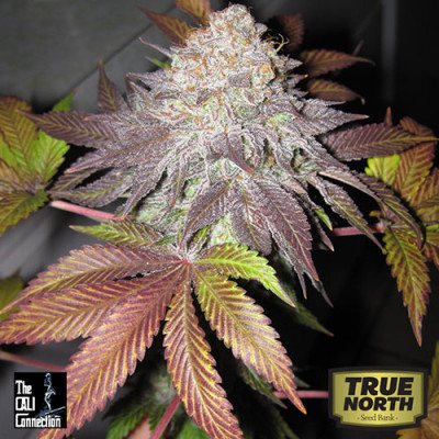 Fruit Cup FEMINIZED Seeds (Cali Connection)