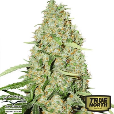 Think Fast Feminized Seeds (Dutch Passion)
