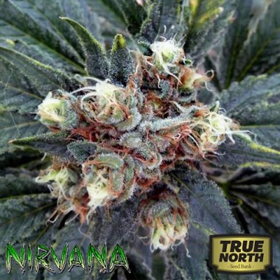 White Rhino REGULAR Seeds (Nirvana Seeds)
