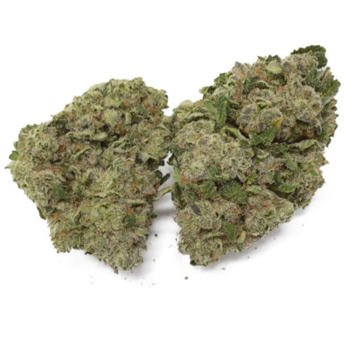 Gorilla Cookies is a sativa dominant hybrid strain, when smoked it offers the best balance between uplifting heady high and creative euphoria, buy Gorilla Cookie online