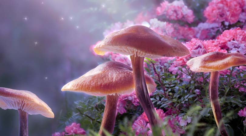 A Brief Introduction to Growing Magic Mushrooms