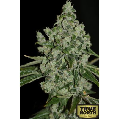 Ultra Sour Feminized Seeds (THSeeds)