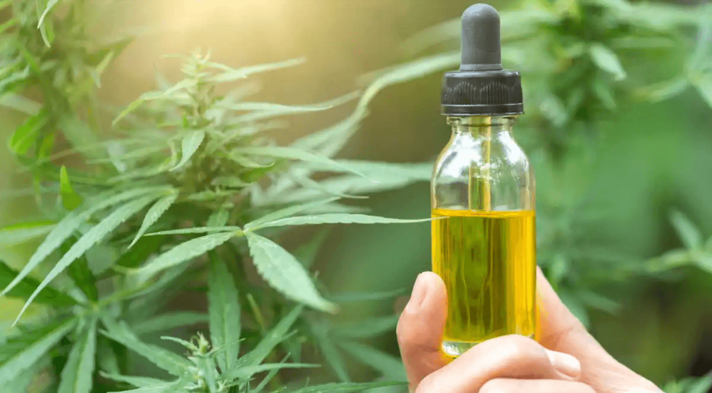Cannabis Oil Guide: What is THC Oil?