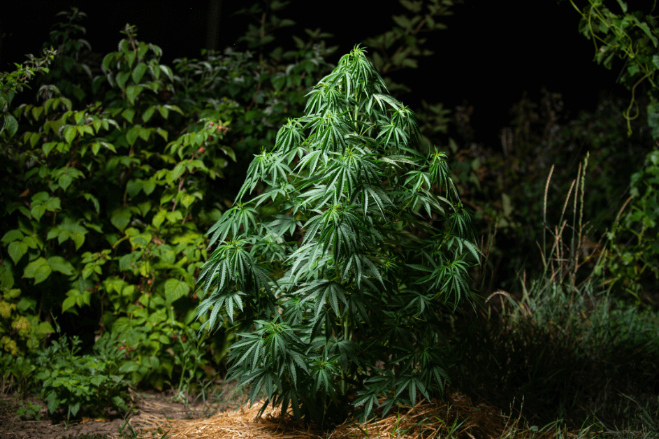 How To Grow Weed?