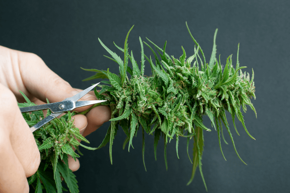 How to Trim a Cannabis Plant?