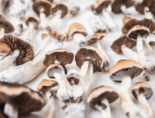 Buy Shrooms Online in Canada: A Beginner’s Guide