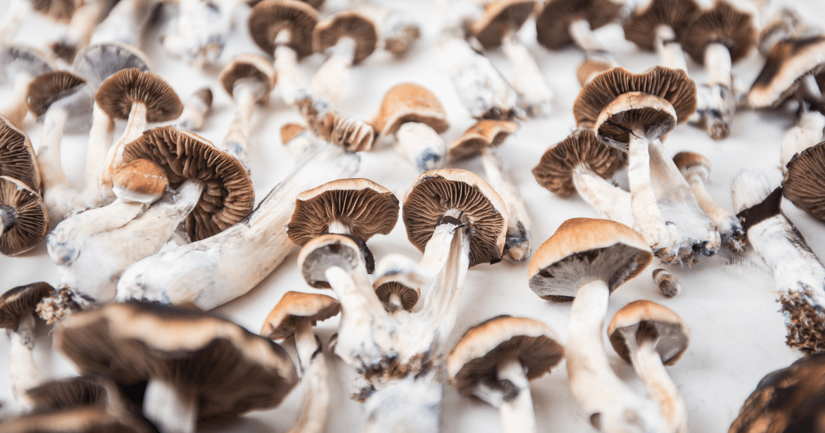 Buy Shrooms Online in Canada: A Beginner's Guide